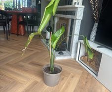 Strelitzia (Bird of Paradise) Indoor Plant