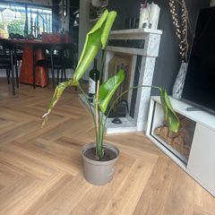 Strelitzia (Bird of Paradise) Indoor Plant