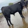 Going To Cashel Mart 12th September Image 6
