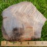 210 Million Year Old Understood WOOD Fossil from Triassic Arizona 2,335gr Image 10