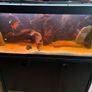 Fish Tank Fluval Rio 240 Image 7