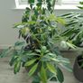 schefflera plant Image 8