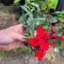 fantastic mature plants bundle Image 6