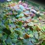 Premium Red Root Floaters & Frogbit Image 4