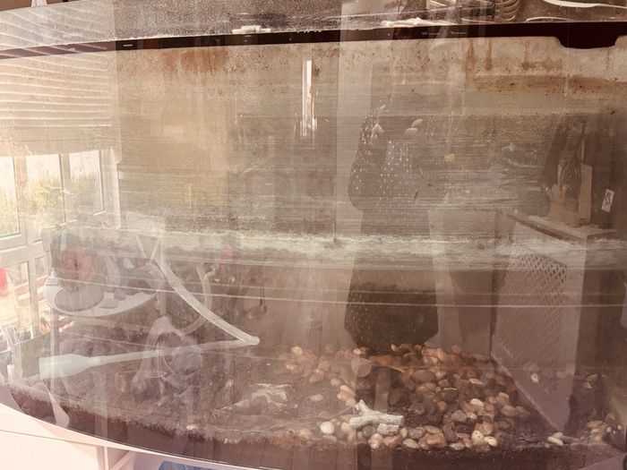Large Fish Tank