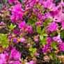 Azaleas, Evergreen Shrubs Image 3
