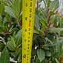Bay tree Image 5