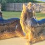 Pair Of Vintage Coopercraft Yorkshire Terrier Image 3