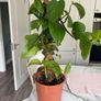 Variegated Pothos Trailing Image 2