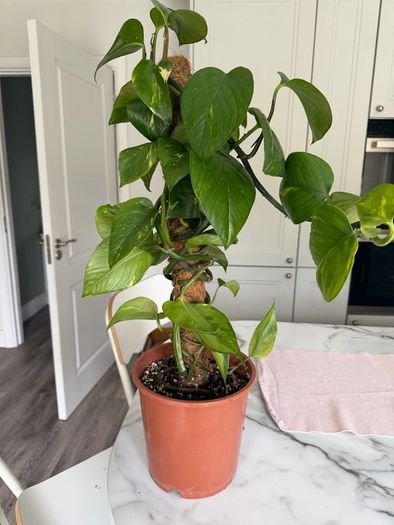 Variegated Pothos Trailing