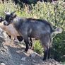 Pygmy goats .. Image 3