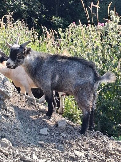 Pygmy goats ..
