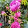 garden plants Image 8