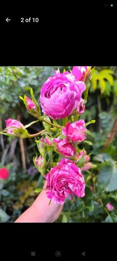 garden plants