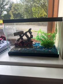 fish tank