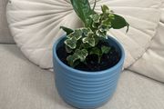 Peace Lily and Ivy plant