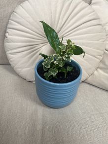 Peace Lily and Ivy plant