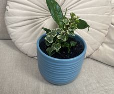 Peace Lily and Ivy plant