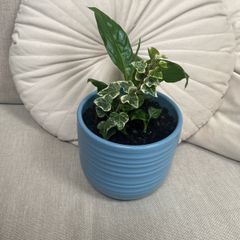 Peace Lily and Ivy plant