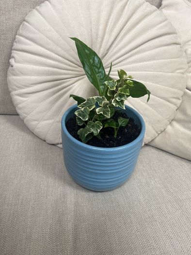 Peace Lily and Ivy plant