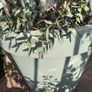Eucalyptus Tree Image 4