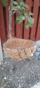 Brand New hanging planter with coconut coir liner
