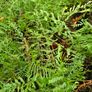 Large Fern Plants, Three Euros Image 4