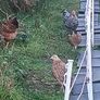 Pheasants 2026 Image 8