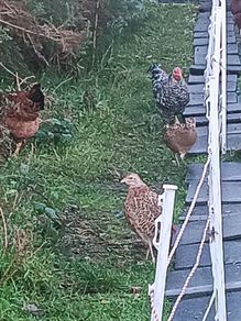 Chicken and pheasant 2026