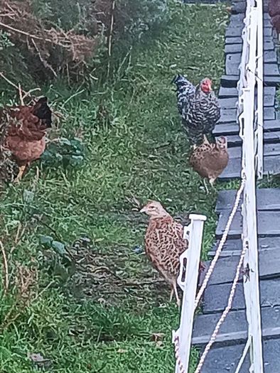Chicken and pheasant 2026