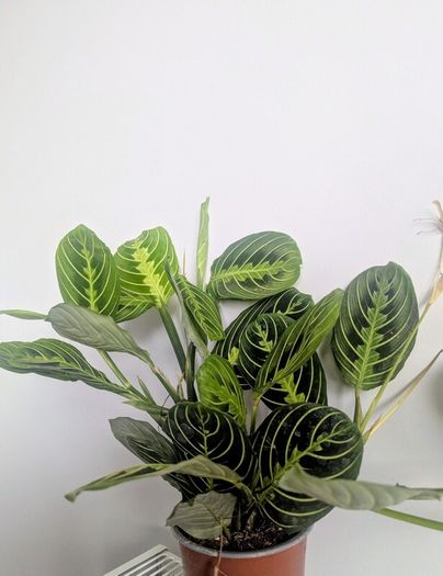Marantha Lemon Lime Plant