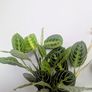 Marantha Lemon Lime Plant Image 5