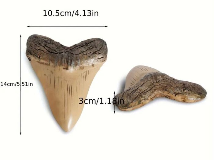 1/1  copy of a prehistoric megladon shark tooth.