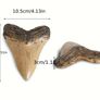 1/1  copy of a prehistoric megladon shark tooth. Image 2