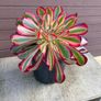 aeonium lina (rare succulent) Image 3