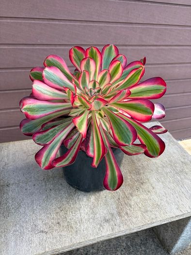 aeonium lina (rare succulent)