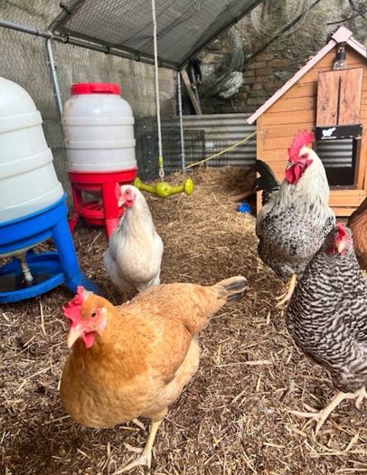 Chicken Coop with 50L auto watering and feeding