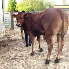 4 super bulling heifers with stars