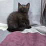 kittens Image 4