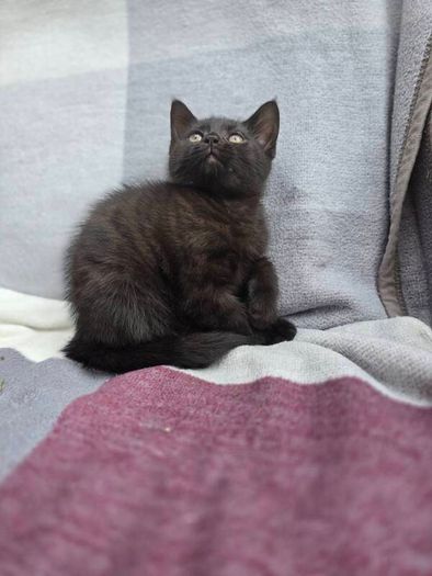 kittens