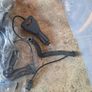 carphones charger Image 3