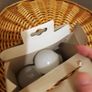 bulbs Image 3
