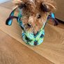 Dog stuffed animal in bag Image 5