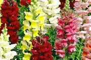 (S) Snapdragon Majestic seeds 0.5g (414345)