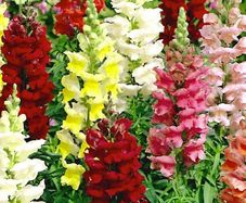 (S) Snapdragon Majestic seeds 0.5g (414345)