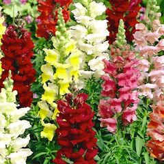 (S) Snapdragon Majestic seeds 0.5g (414345)