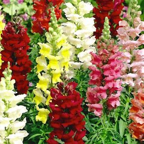 (S) Snapdragon Majestic seeds 0.5g (414345)