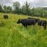Cattle Image 2