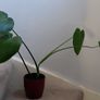 Monstera Image 2