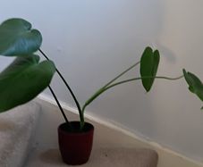 Monstera
